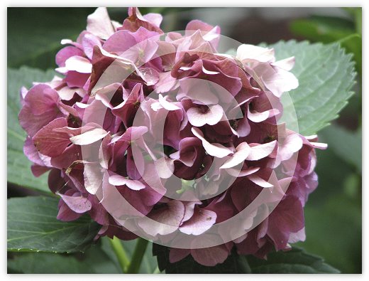 Images/floral1.jpg