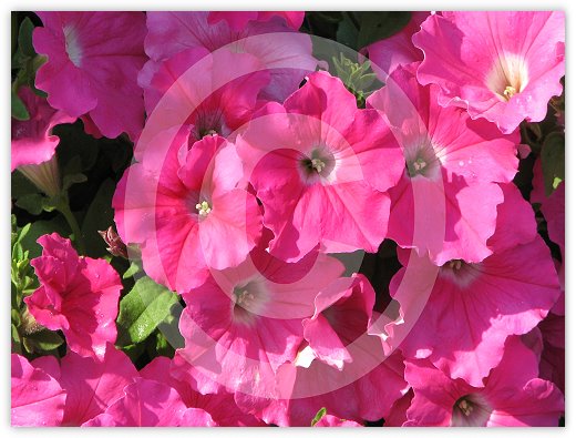 Images/floral2.jpg