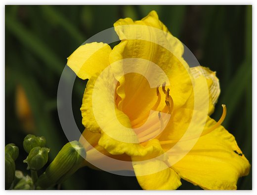 Images/floral3.jpg
