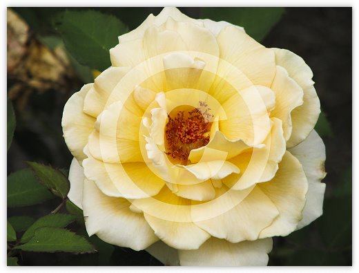 Images/floral4.jpg