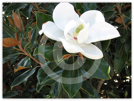 Images/floral6.jpg