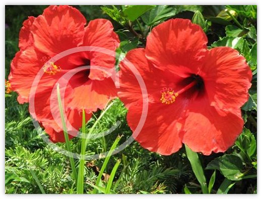 Images/floral7.jpg