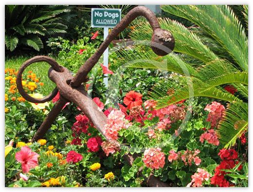 Images/floral8.jpg