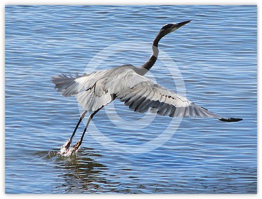 Images/Wildlife1.jpg