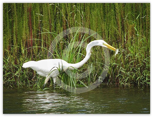 Images/Wildlife2.jpg