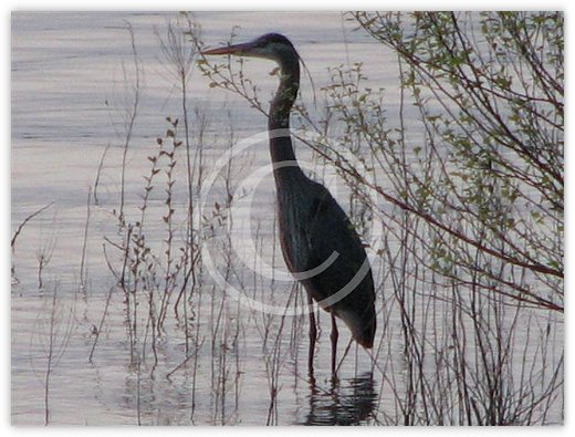 Images/Wildlife4.jpg